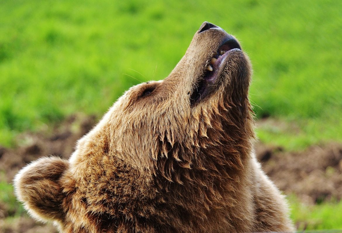 The Bear Market is Officially Here, Says AvaTrade